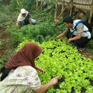 lumbung desa, panen, panen sayuran organik, kelompok wanita tani, ciwangi garut