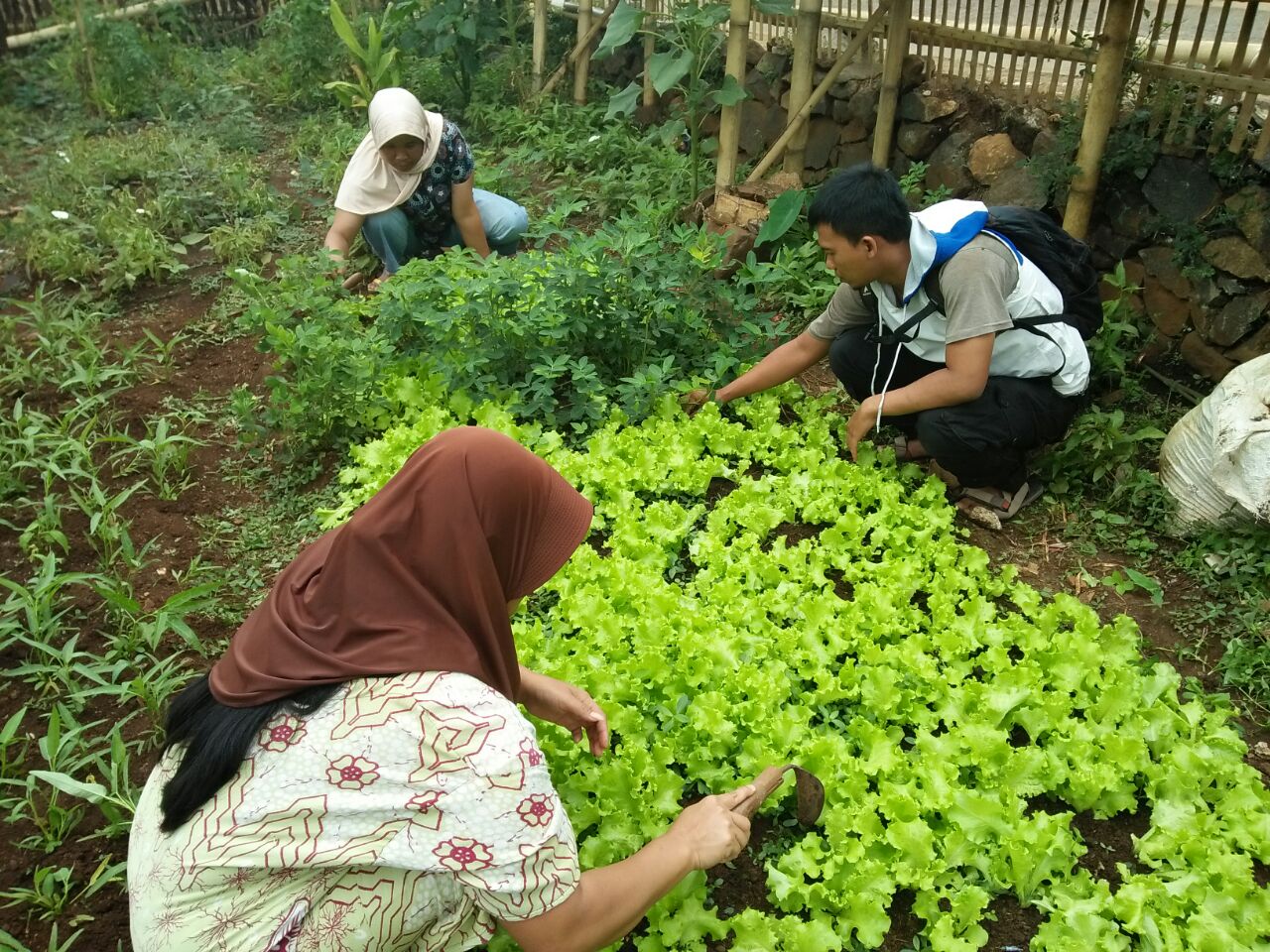 Mengoptimalkan Sumber Daya Alam: Peningkatan Kapasitas Kelompok Tani dalam Bertani Organik yang Berkelanjutan