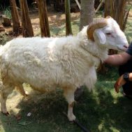kurban, akikah, Green Kurban, kurban, green kurban, batas terakhir kurban, kurban, dzulhijjah, green kurban