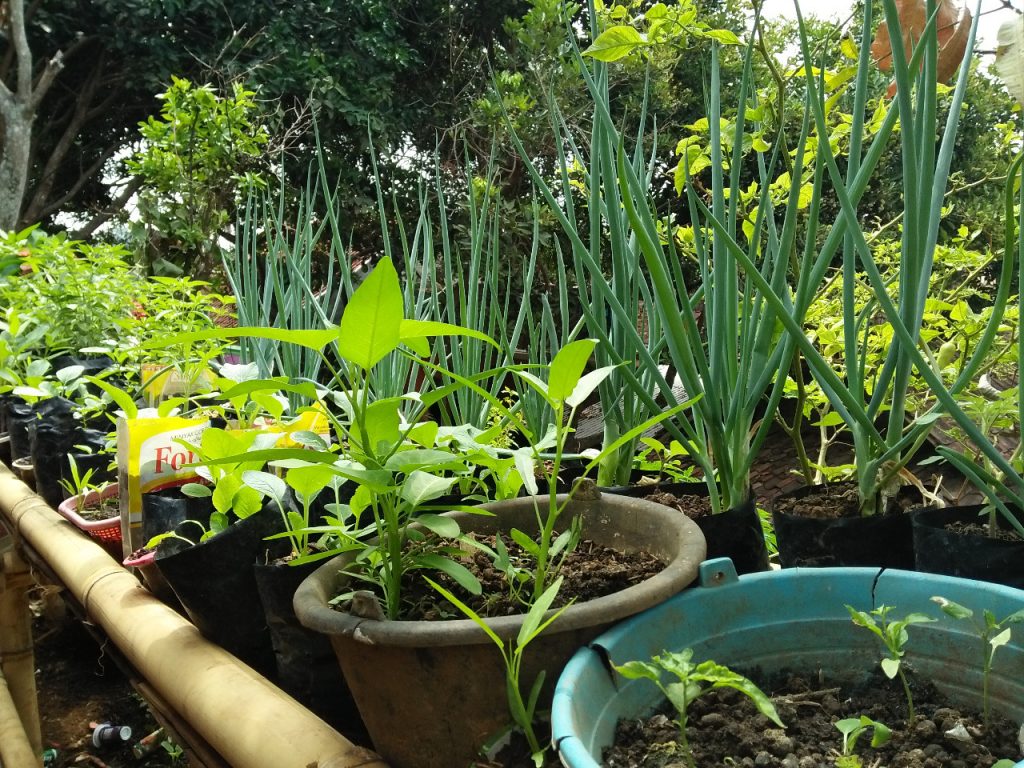 lumbung desa, ciwangi, pekarangan rumah, pemberdayaan