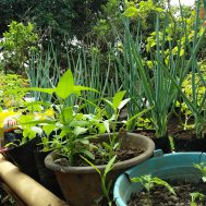 lumbung desa, ciwangi, pekarangan rumah, pemberdayaan