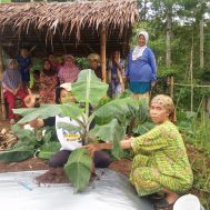 program lumbung desa, lumbung desa, pertanian organik, pemberdayaan, petani wanita, sinergi foundation, KWT