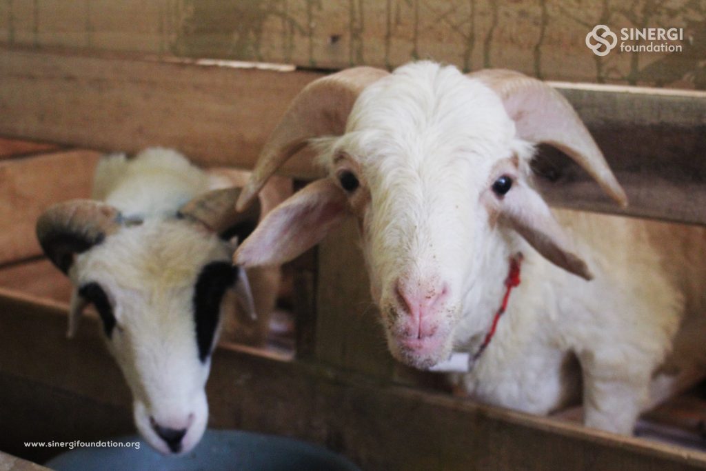 kurban, green kurban, edukasi kurban