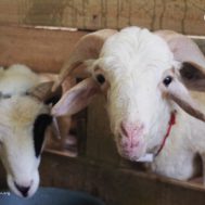 kurban, green kurban, edukasi kurban