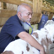 green kurban, kurban