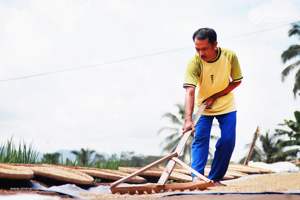 padi sehat, lumbung desa