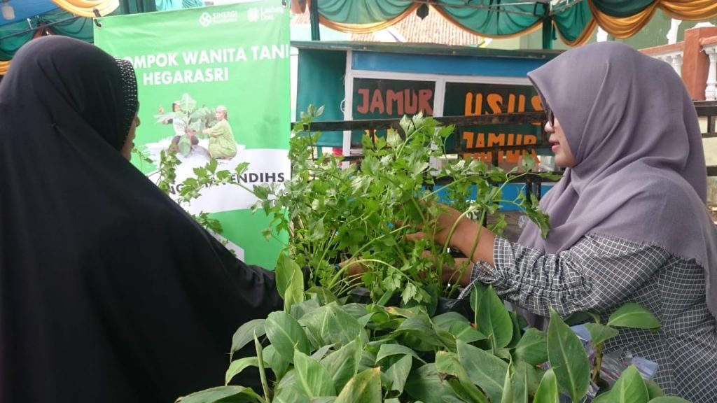 pisang cavendish