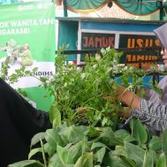 pisang cavendish