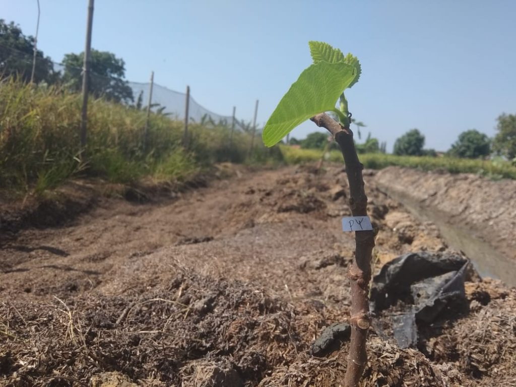 lumbung desa, buah tin