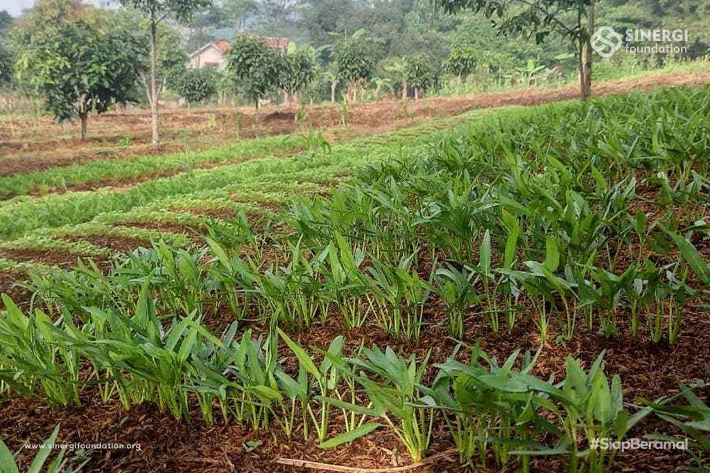 kangkung, pertanian qurani