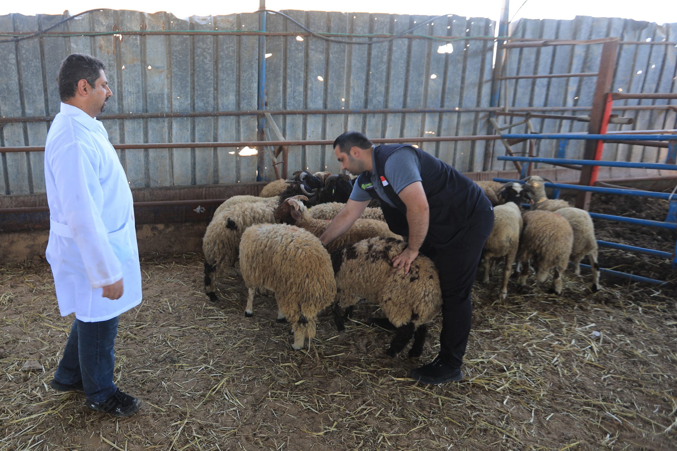 kurban, gaza, palestina