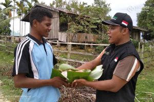 papua, sapi, kurban, green kurban