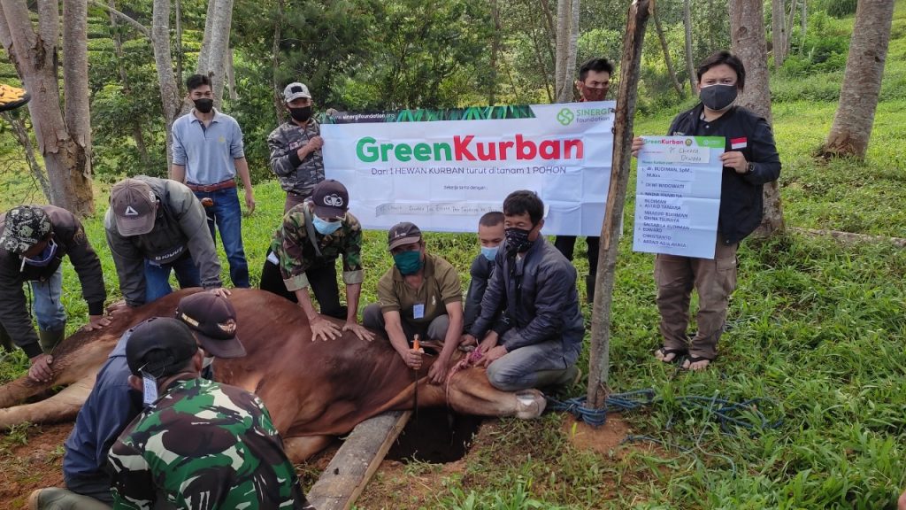 green kurban, kurban, qurban, pelosok