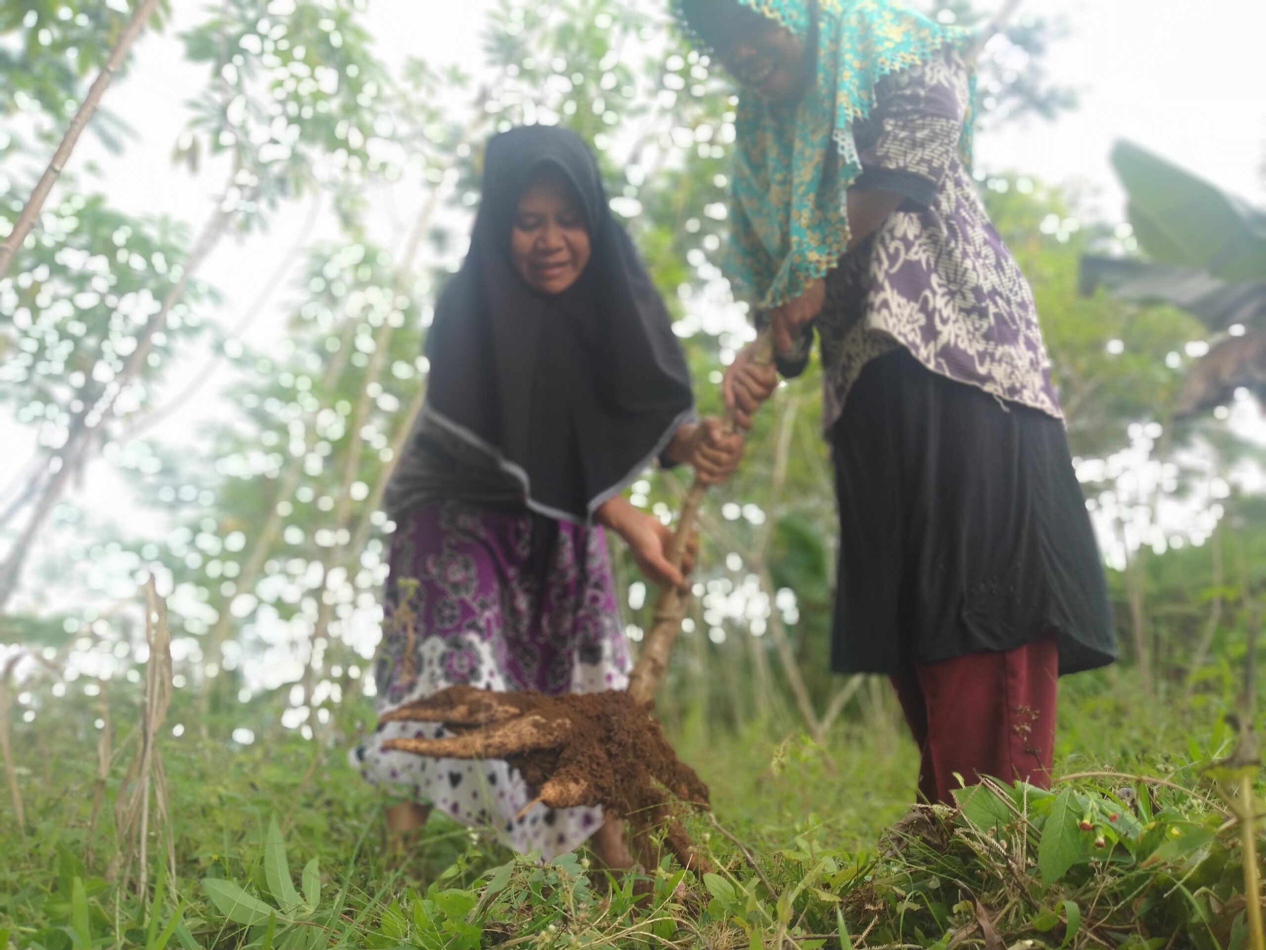 lumbung desa, zakat