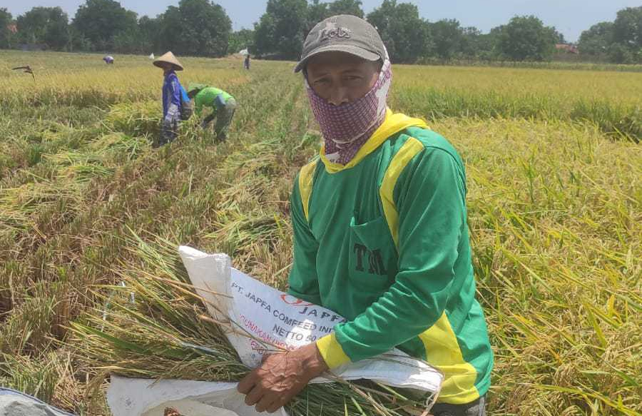 panen, lumbung desa, petani, compreng, zakat, pemberdayaan