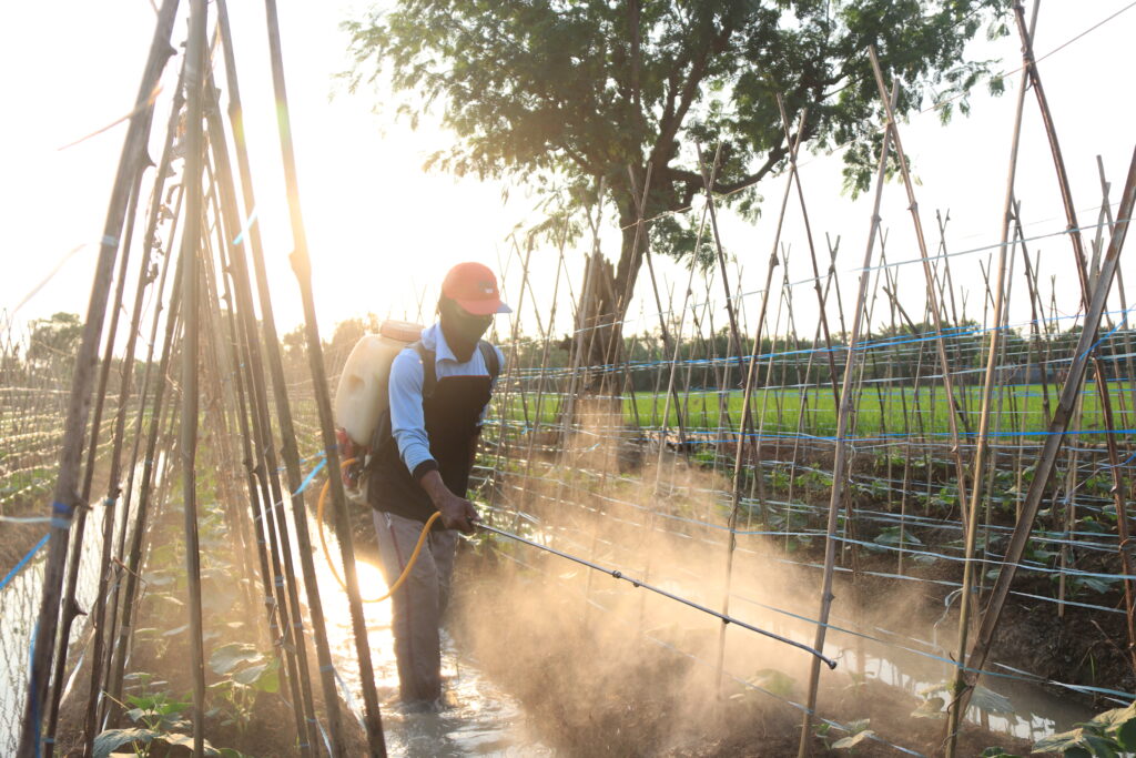 compreng, subang, lumbung desa, petani, pertanian, desa, riba, tengkulak