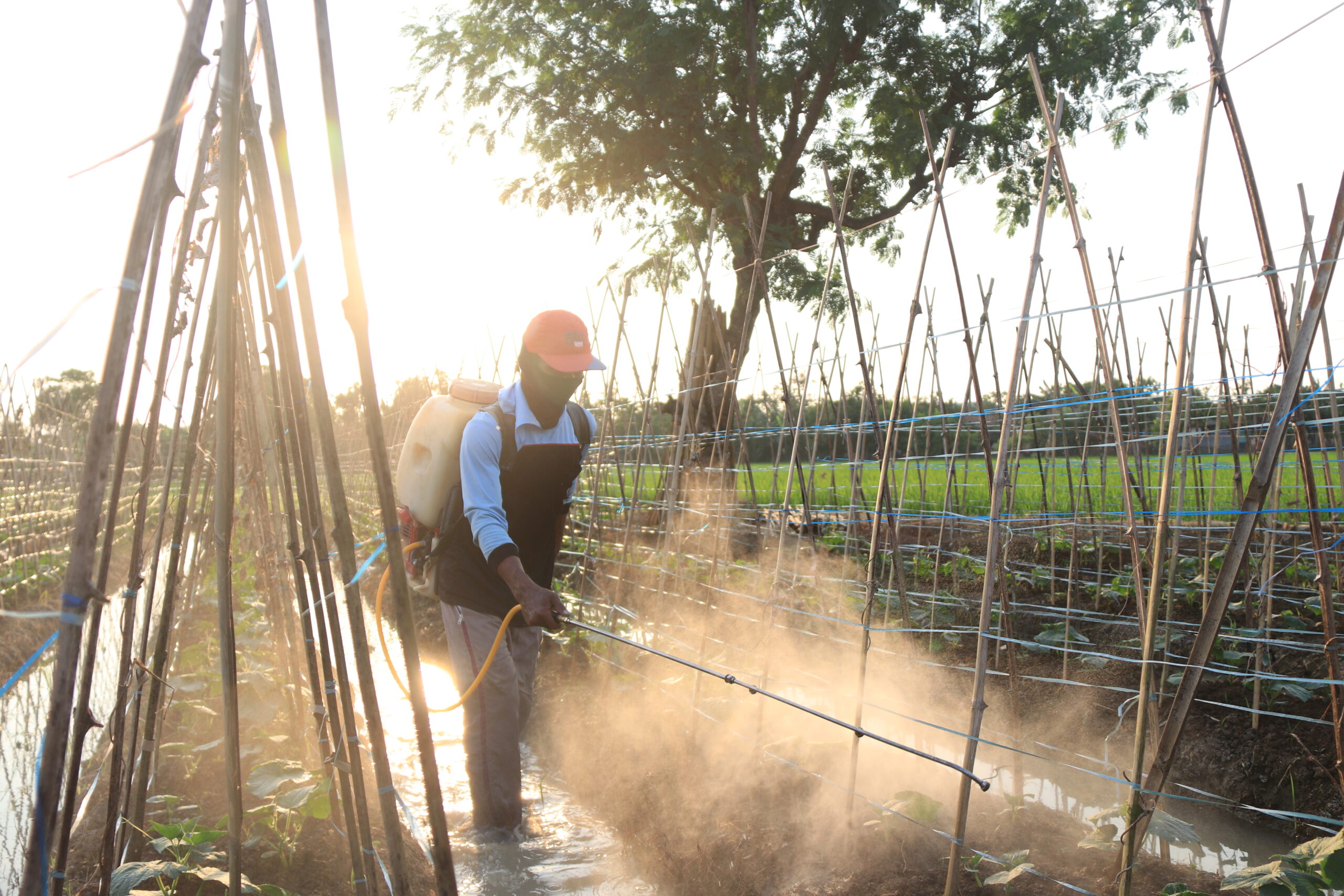 compreng, subang, lumbung desa, petani, pertanian, desa, riba, tengkulak