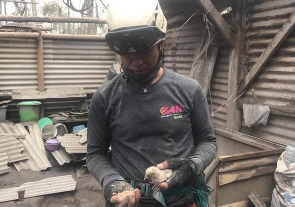 semeru, bencana alam, ayam, erupsi