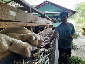 wakaf integrated farm berikan pakan organik untuk hewan ternak