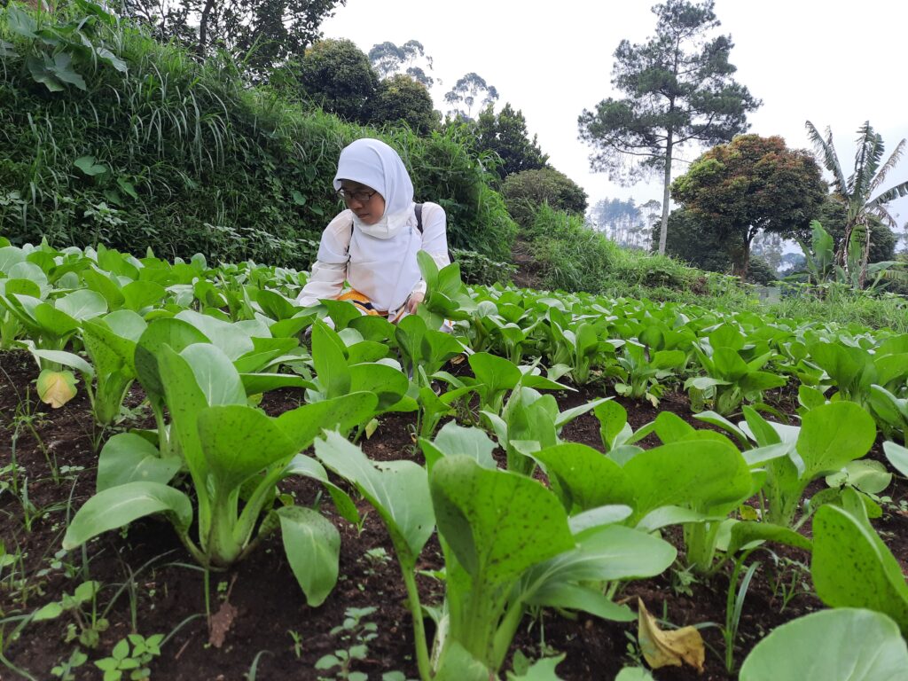 Panen Pakcoy Organik Di Kawasan Wakaf Teras Lembang