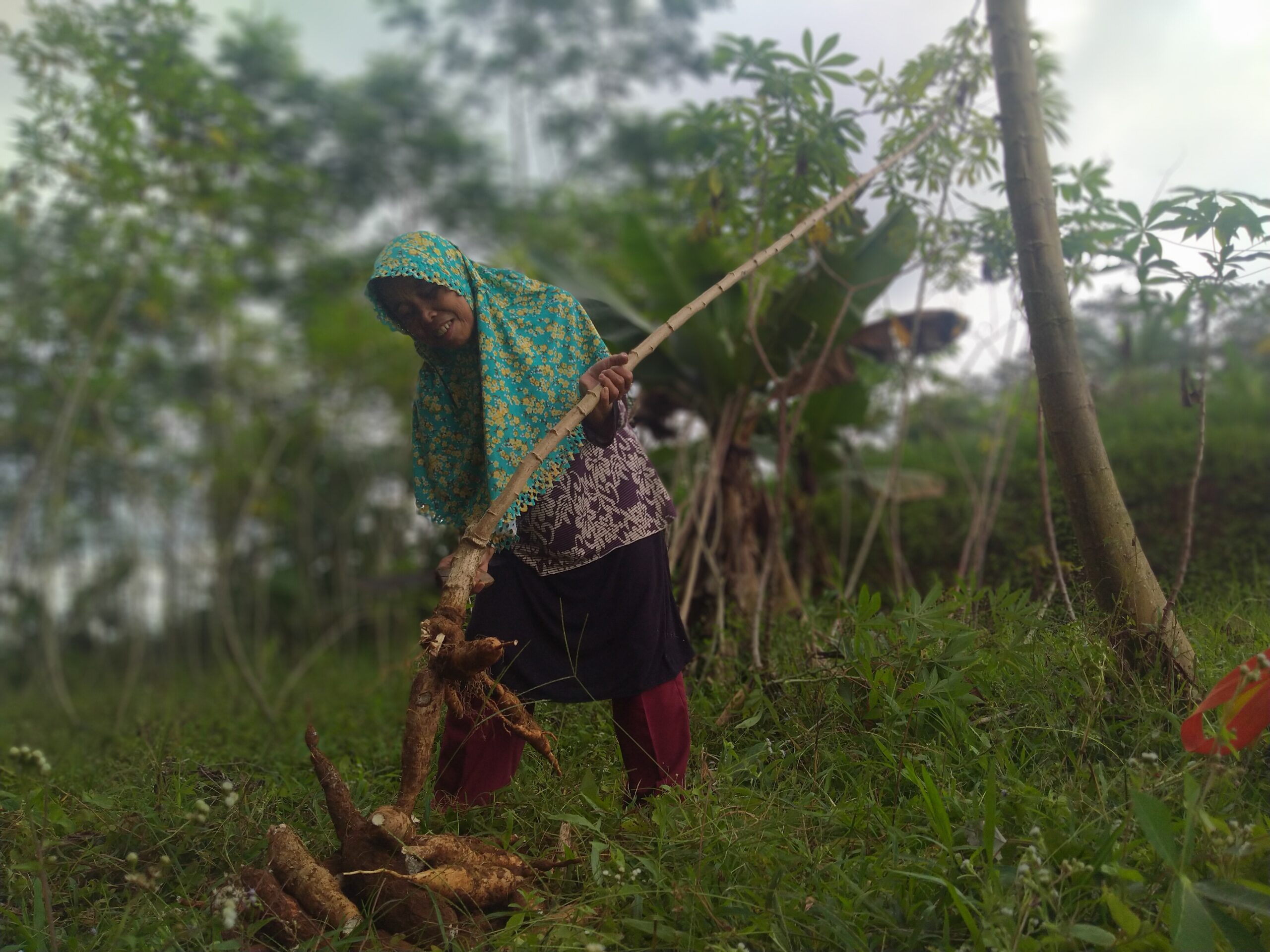 KWT Cigalontang Kembali Panen Singkong