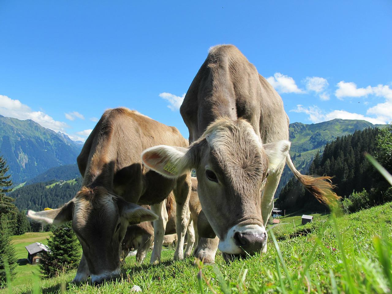 Harga Sapi Kurban 2023, sapi kurban, kurban, sapi, domba, idul adha,