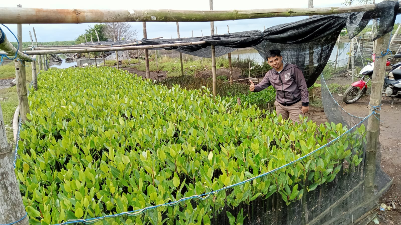 Green Kurban Tanam Mangrove, green kurban, mangrove